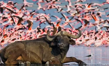 05 DAYS SAFARI MAGIC IN MASAI MARA, LAKE NAKURU, AND LAKE NAIVASHA