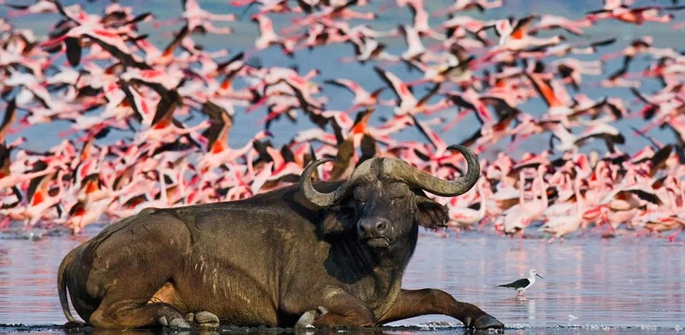 05 DAYS SAFARI MAGIC IN MASAI MARA, LAKE NAKURU, AND LAKE NAIVASHA