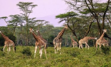 07 DAYS PERFECT SAFARI ADVENTURE: MASAI MARA NATIONAL RESERVE - LAKE NAKURU NATIONAL PARK - LAKE NAIVASHA - AMBOSELI NATIONAL PARK
