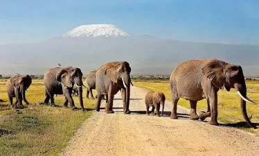 6-Day Ultimate Kenya Safari Masai Mara National Reserve - Lake Nakuru National Park – Amboseli National Park
