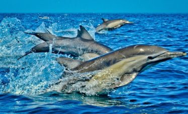 Dolphin Watching – Watamu Marine Association