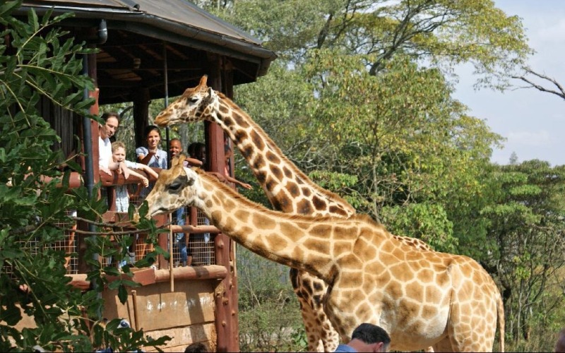 Nairobi Giraffe Center | Wildlife Kenya Safari | Kenya Safaris