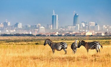 Highlights in Nairobi National Park | Kenya Wildlife Safari | Kenya Tours