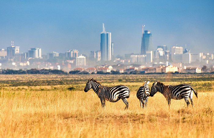 Highlights in Nairobi National Park | Kenya Wildlife Safari | Kenya Tours
