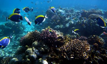 Mombasa Marine National Park - All You Need to Know BEFORE You Go (2024)