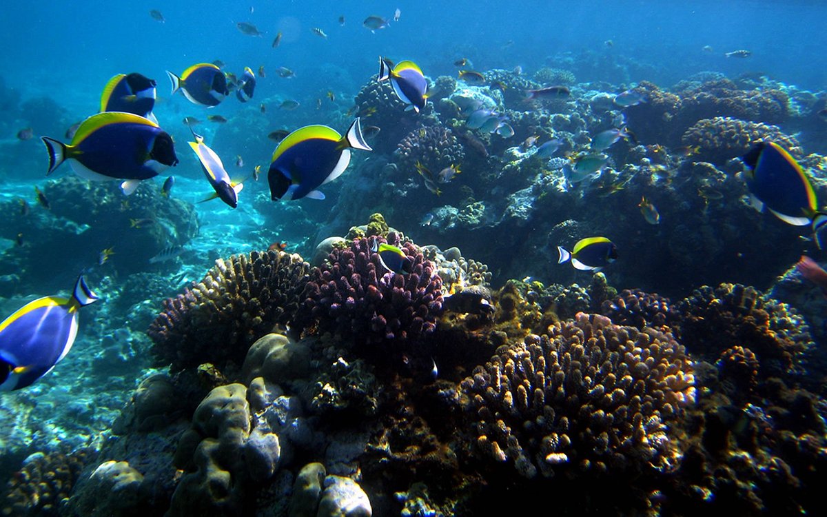 Mombasa Marine National Park - All You Need to Know BEFORE You Go (2024)