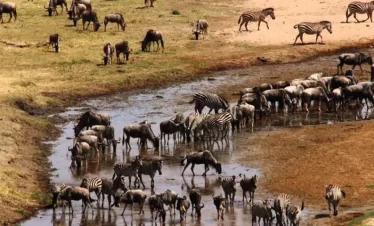 UNFORGETTABLE 03 DAYS SAFARI: TARANGIRE NATIONAL PARK - LAKE MANYARA NATIONAL PARK - NGORONGORO CONSERVATION AREA
