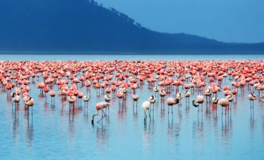 flamingo-Lake-Nakuru-National-Park-kenya