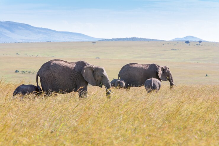 elephant safari in Africa