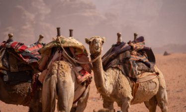4 NIGHT CAMEL-SUPPORTED WALKING SAFARI